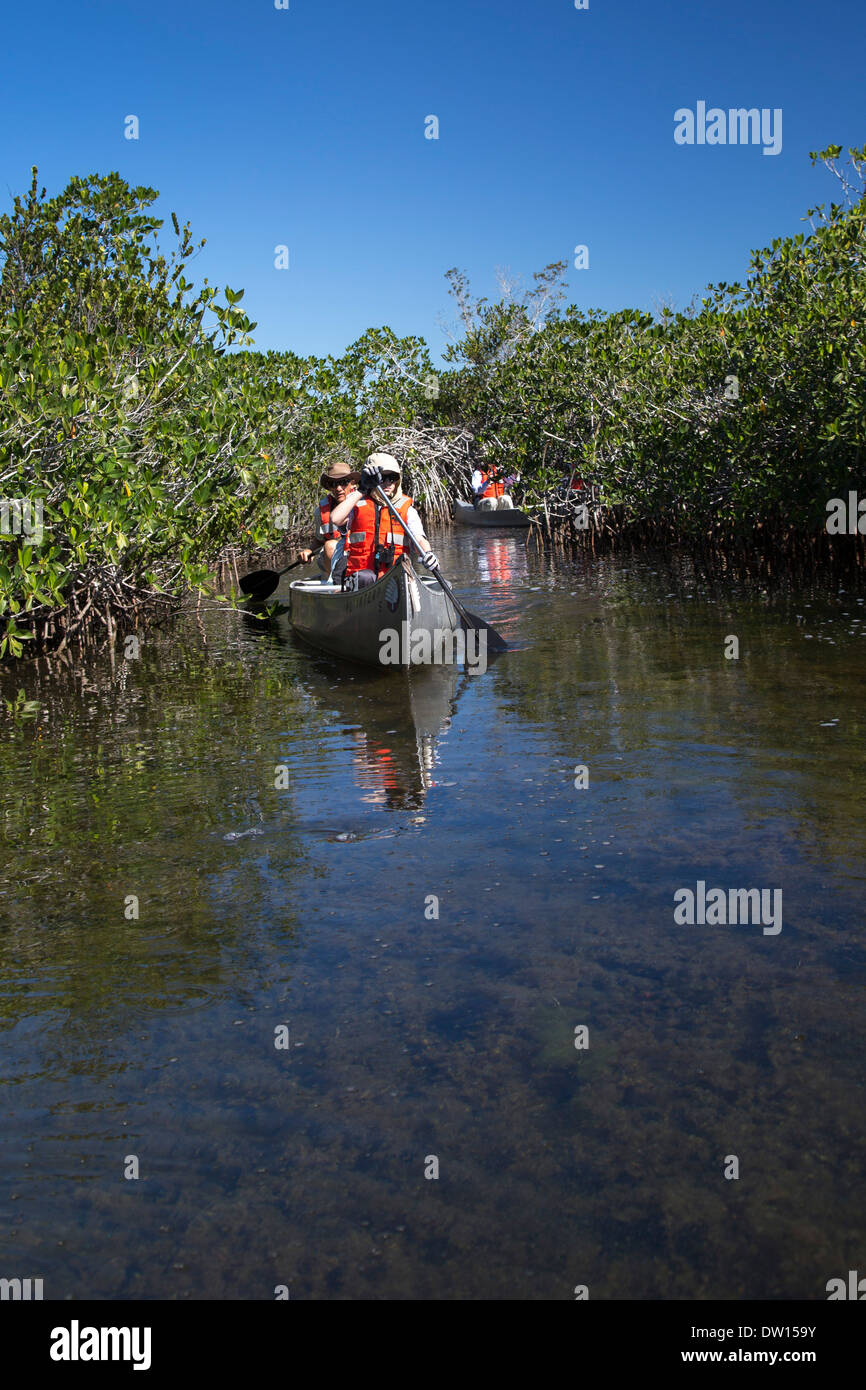 Le Parc National des Everglades, Floride - Pagaie canoë visiteurs dans un voyage mené par un ranger du parc. Banque D'Images Le Parc National des Everglades, Floride - Pagaie canoë visiteurs dans un voyage mené par un ranger du parc. Banque D'Images