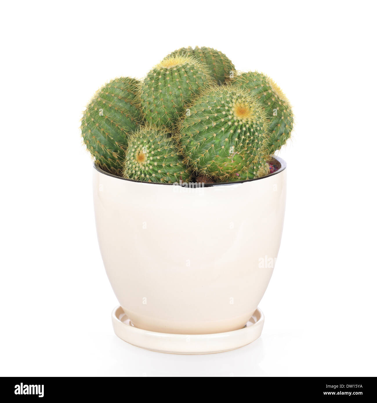 Cactus fleur boule en disque Banque D'Images