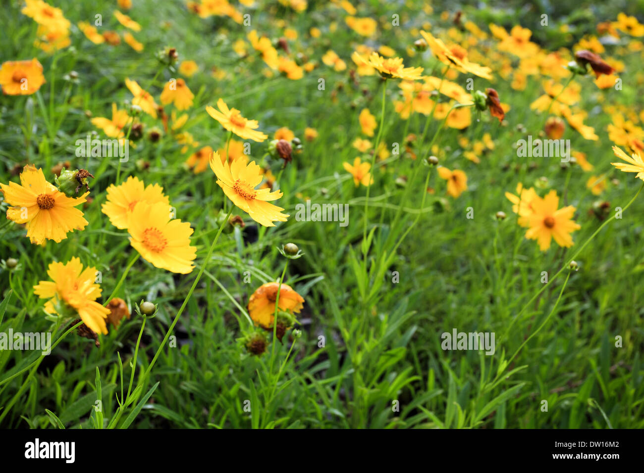 Coreopsis jaune Banque D'Images