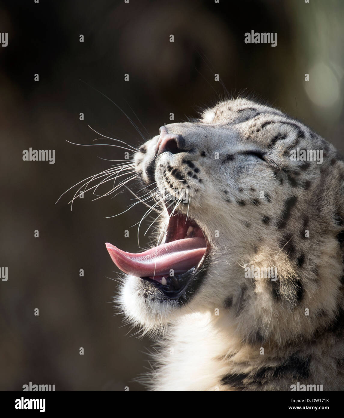 Homme snow leopard cub le bâillement Banque D'Images