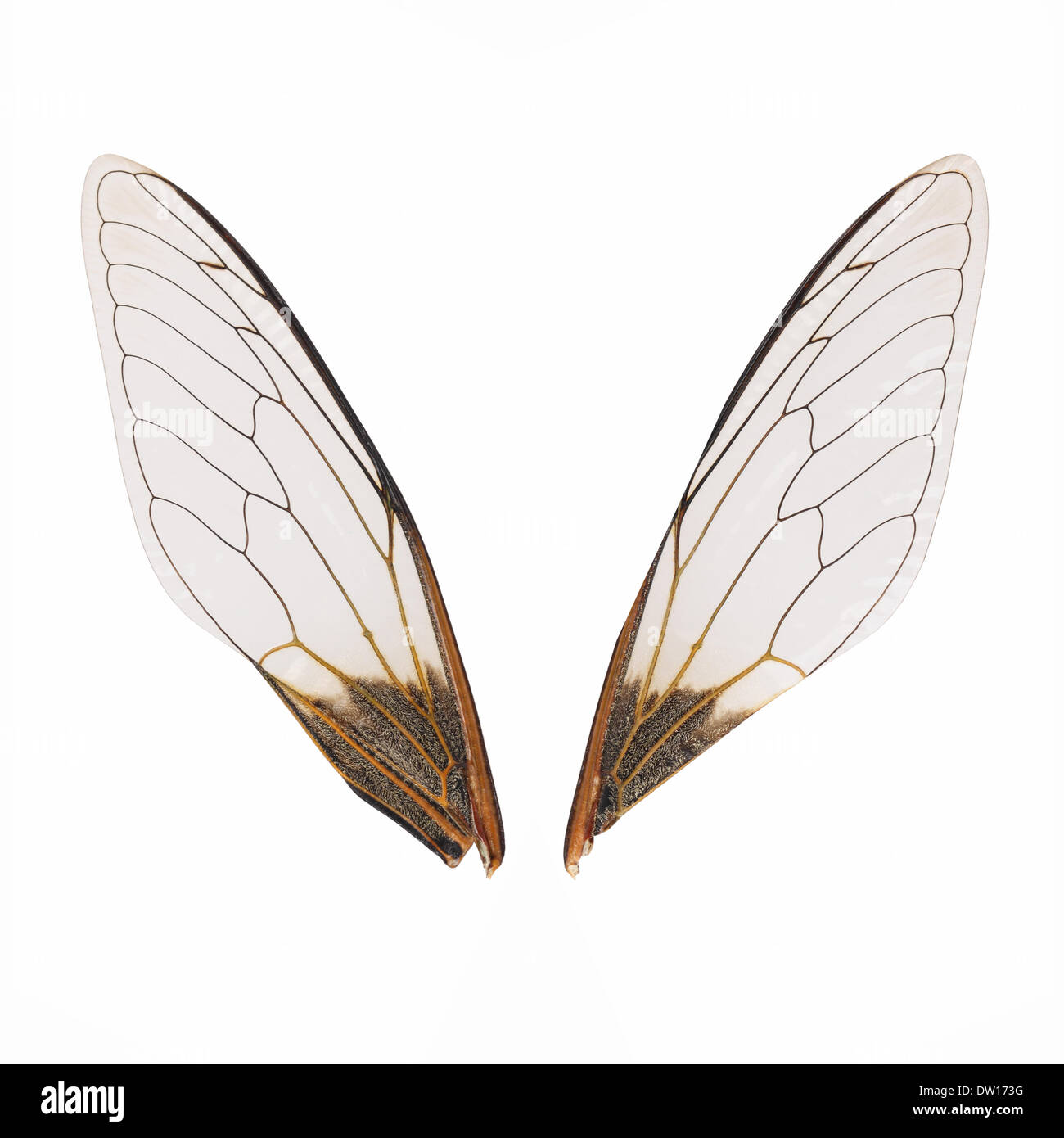 Une paire d'ailes de cigale Banque D'Images