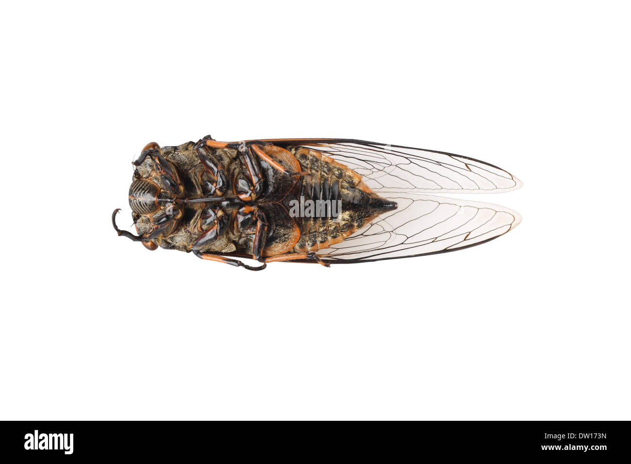 cigale morte Banque D'Images