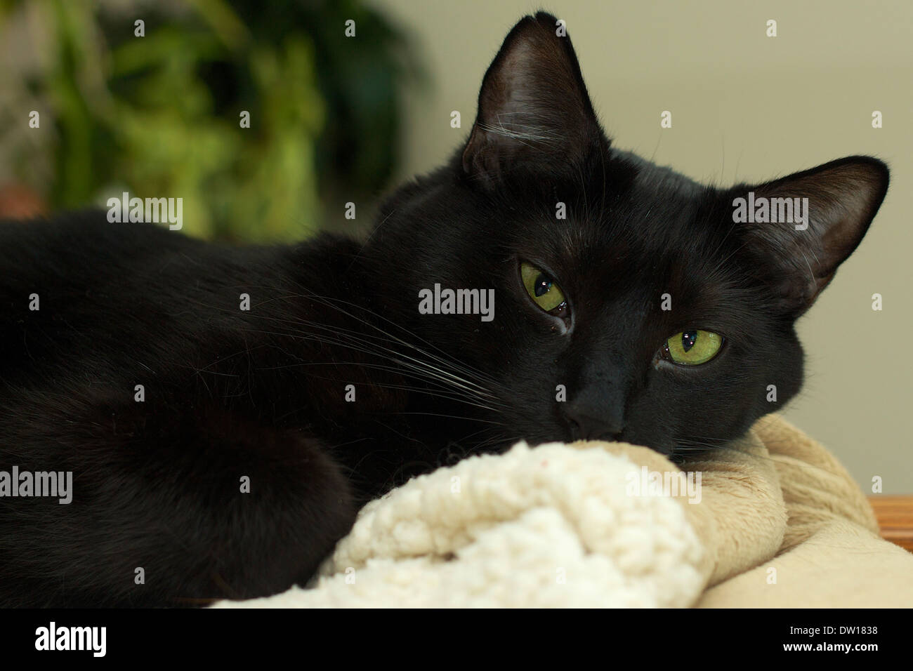 Chat Noir Avec L Expression Du Visage Captivant Photo Stock Alamy
