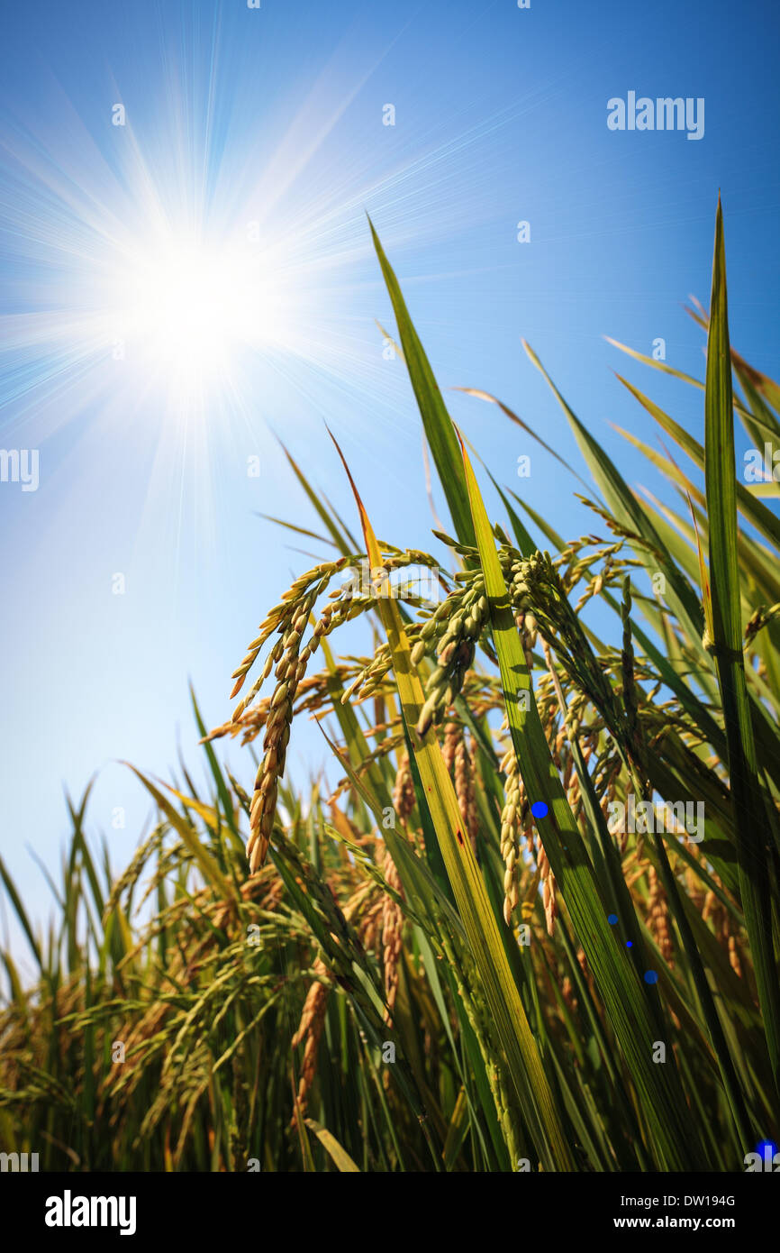 Le riz sous le soleil Banque D'Images