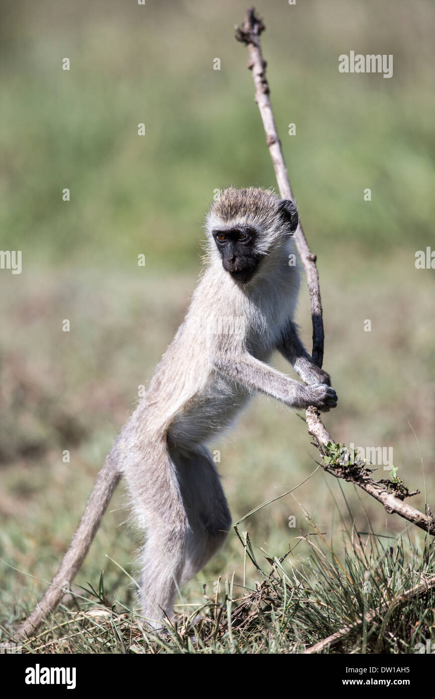 L'ancien monde vervet monkey jouer Banque D'Images