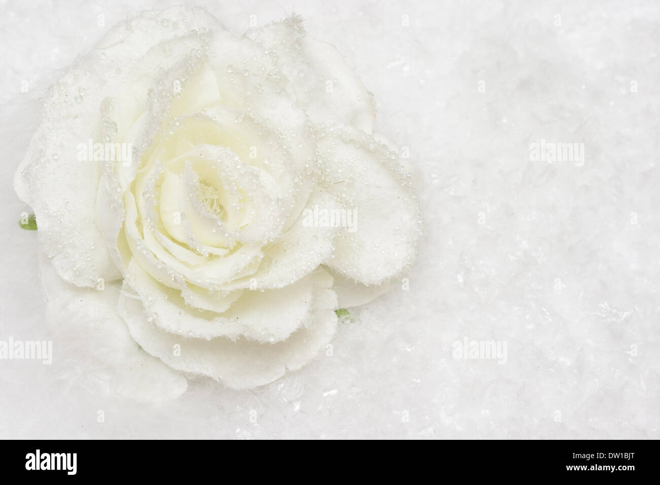 Close-up de neige blanche, rose Banque D'Images