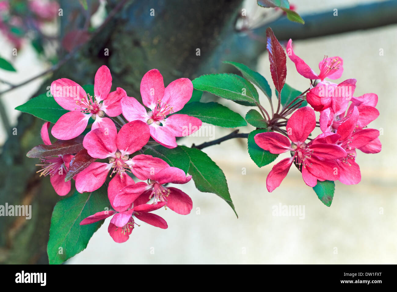 Fleur de cerisier rose Banque D'Images