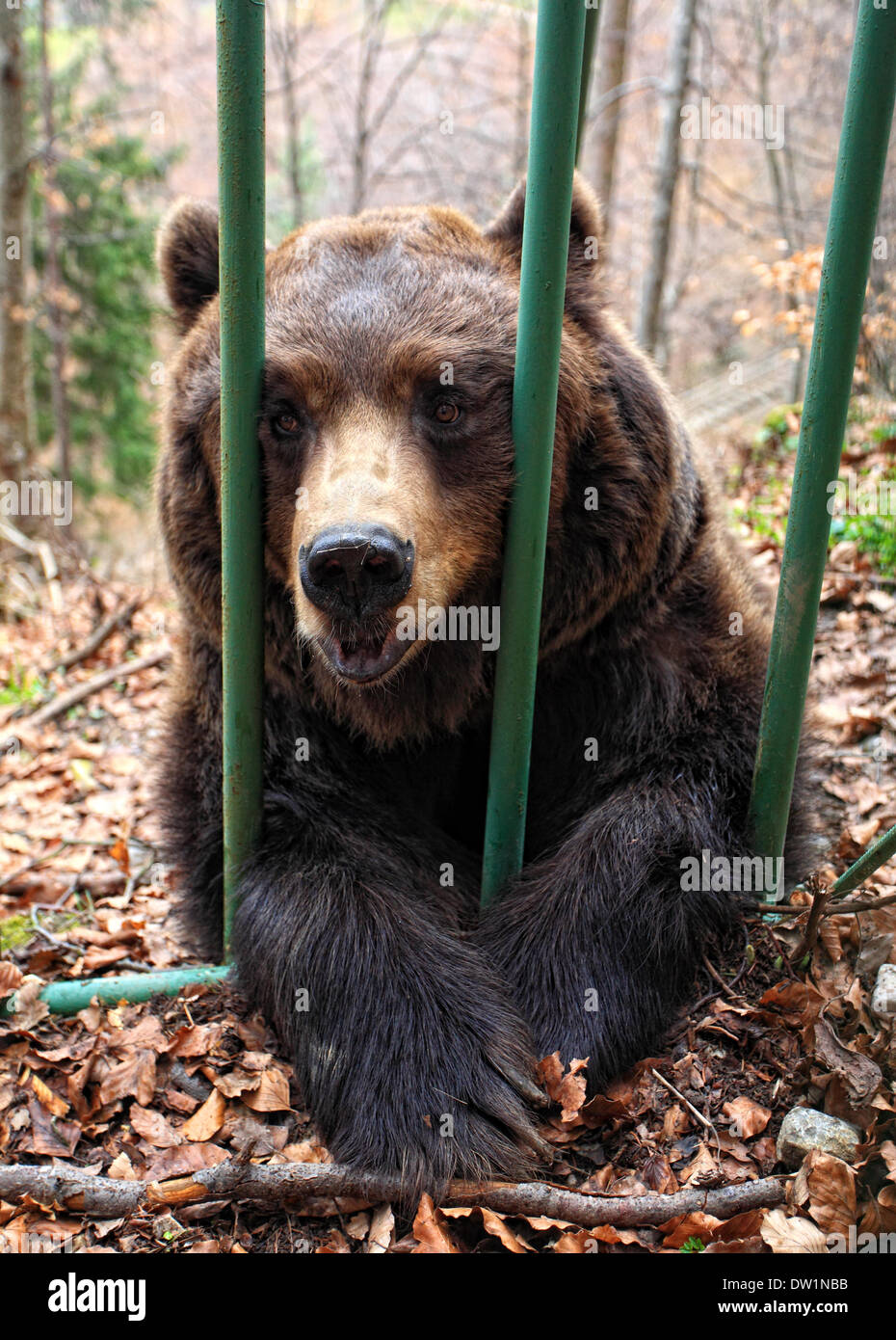 Ours brun dans une cage Banque D'Images