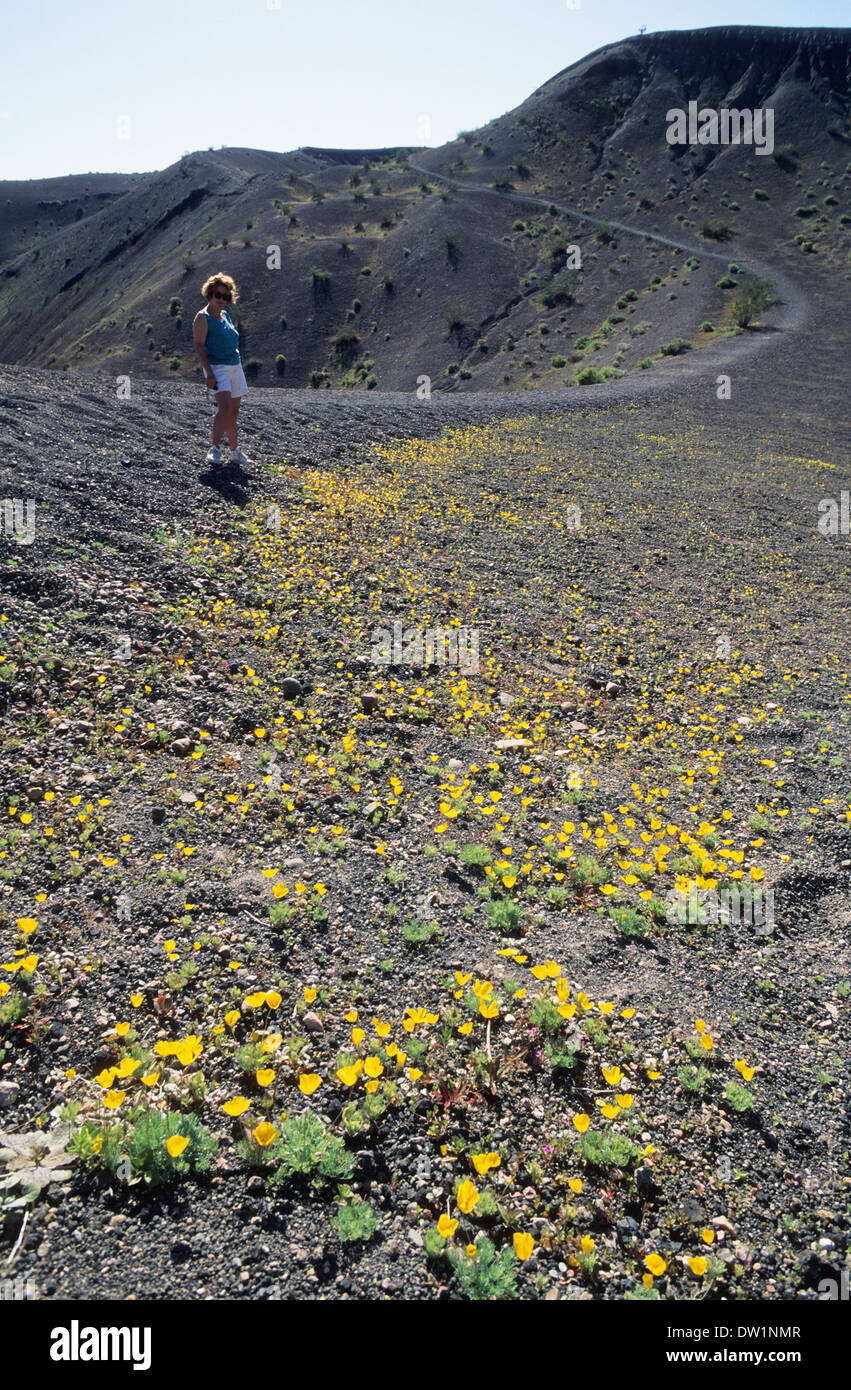 Elk248-2129v Californie, Death Valley National Park, Cratère Ubehebe, randonneur de fleurs sauvages Banque D'Images