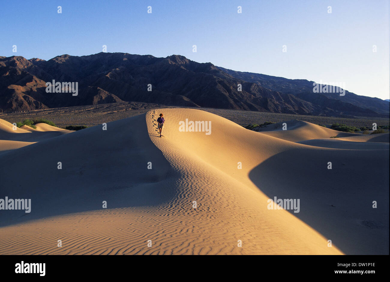 Elk248-2145 Californie, Death Valley National Park, dunes de sable de Stovepipe Wells, randonneur avec Banque D'Images