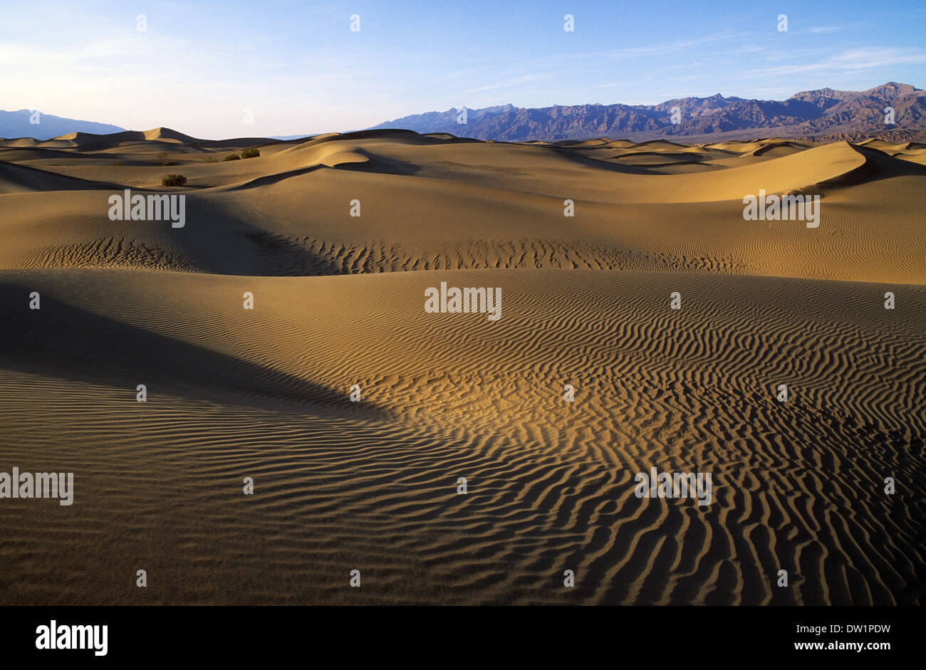 Elk248-2162 Californie, Death Valley National Park, Stovepipe Wells, dunes de sable Banque D'Images