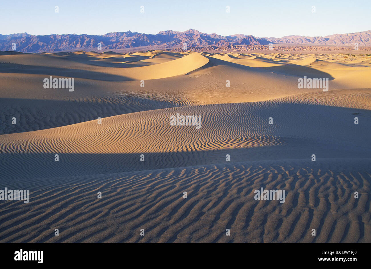 Elk248-2165 Californie, Death Valley National Park, Stovepipe Wells, dunes de sable Banque D'Images