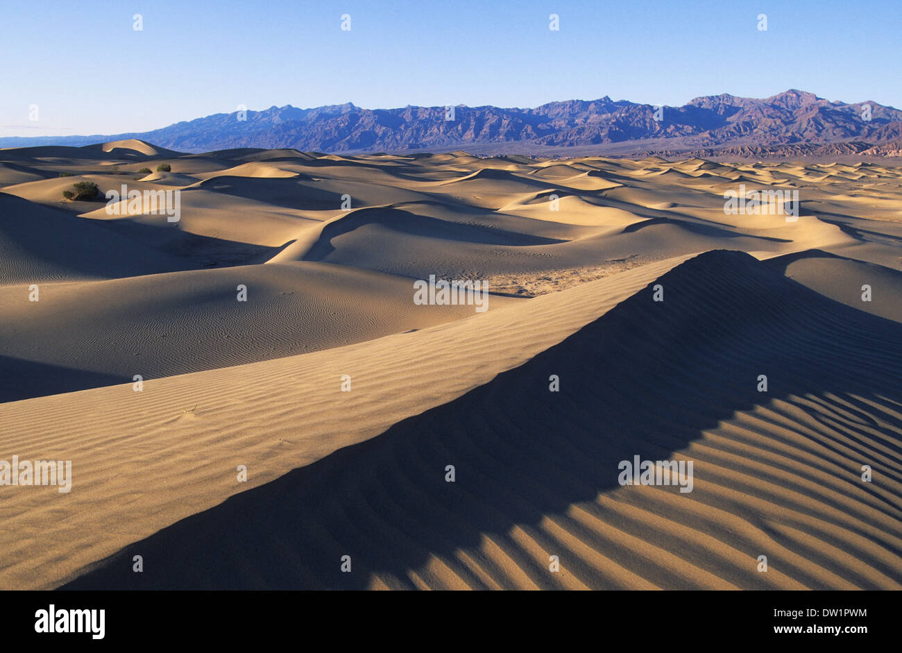 Elk248-2168 Californie, Death Valley National Park, Stovepipe Wells, dunes de sable Banque D'Images
