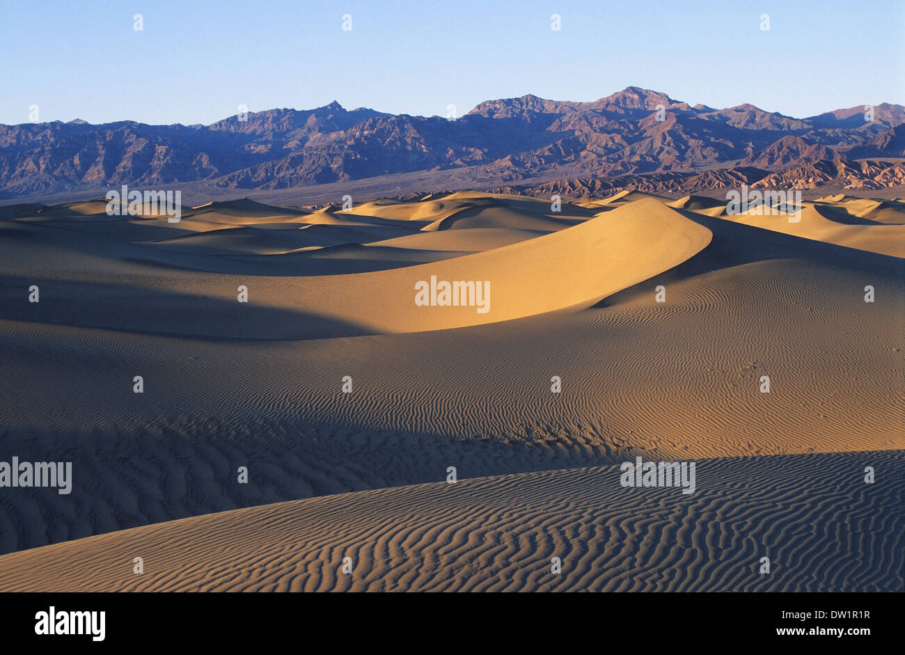 Elk248-2172 Californie, Death Valley National Park, Stovepipe Wells, dunes de sable Banque D'Images