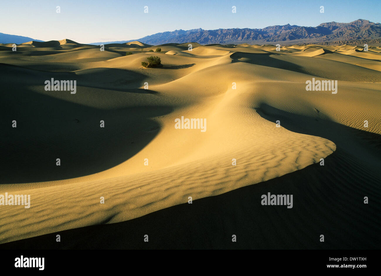 Elk248-2192 Californie, Death Valley National Park, Stovepipe Wells, dunes de sable Banque D'Images