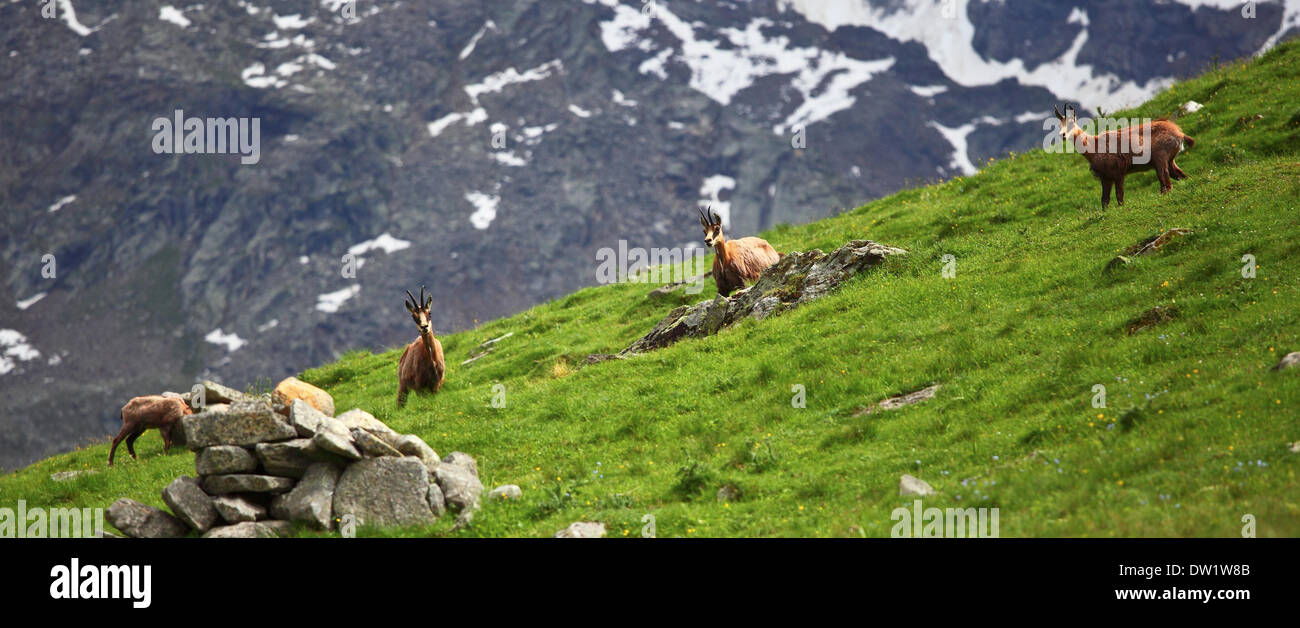 Chamois sauvages sur les alpes Banque D'Images