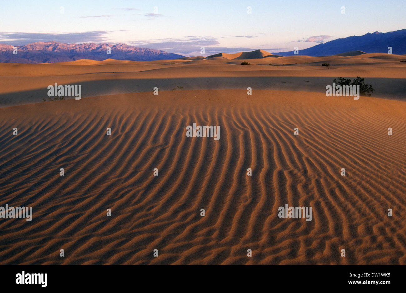 Elk248-2214 Californie, Death Valley National Park, Stovepipe Wells, dunes de sable Banque D'Images