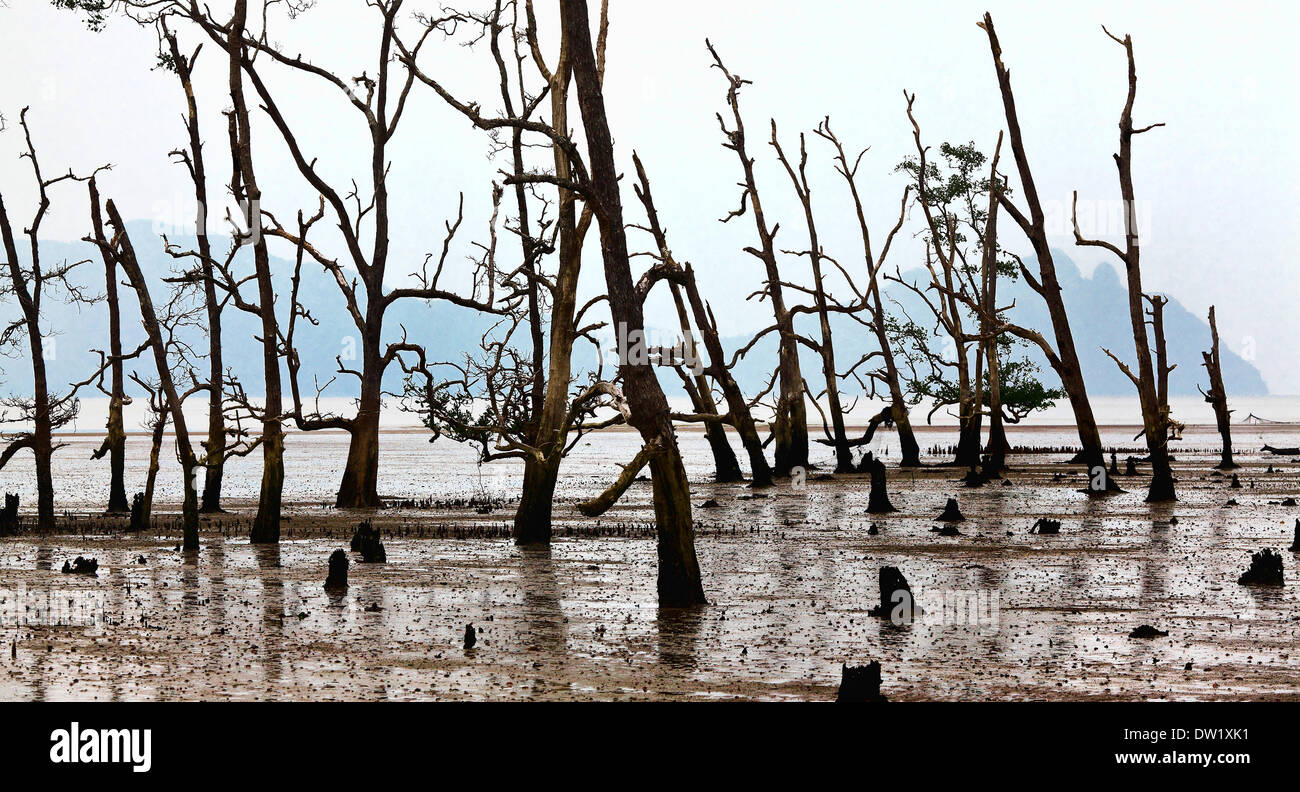Parc national de Bako Banque D'Images
