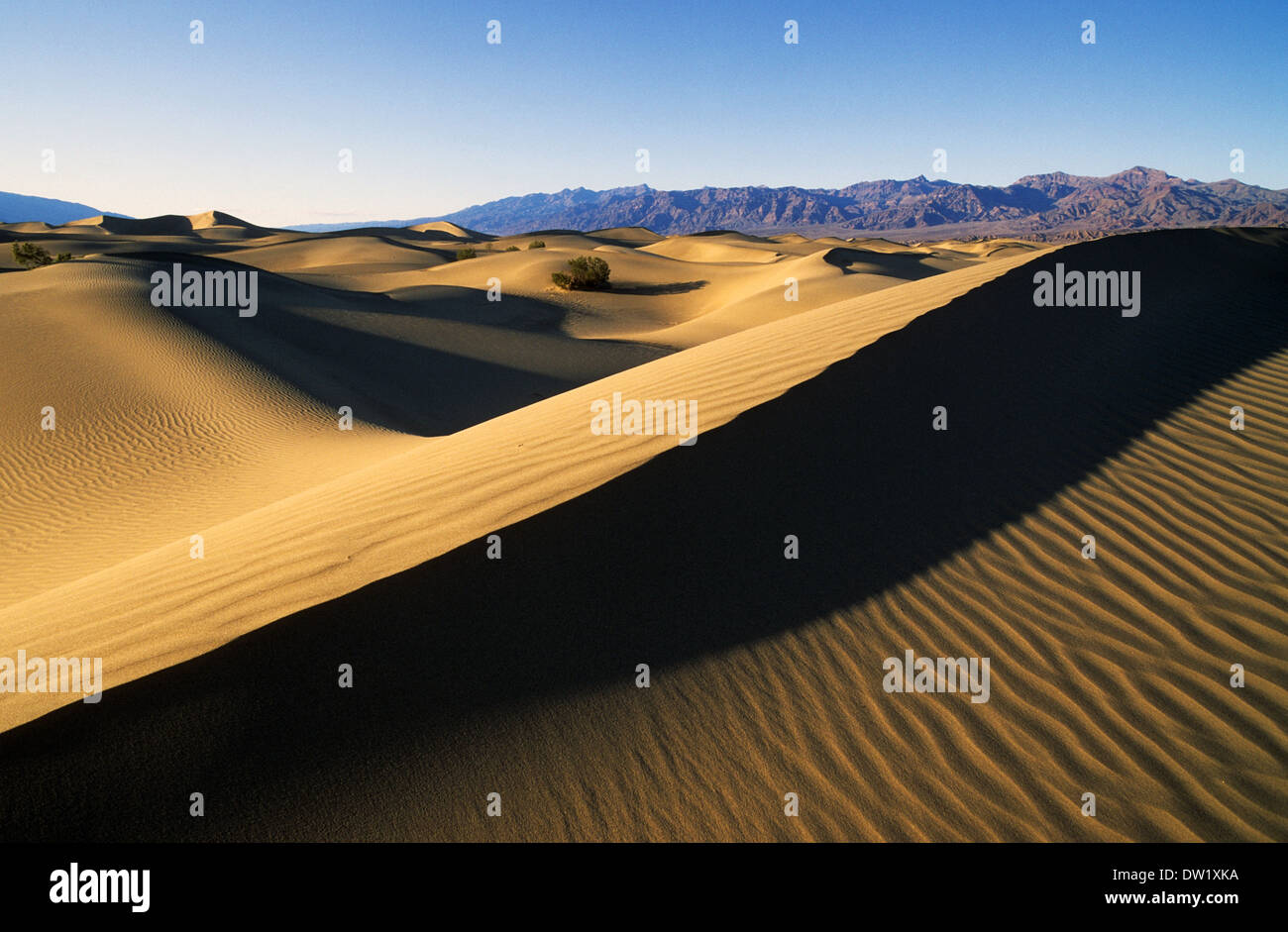 Elk248-2211 Californie, Death Valley National Park, Stovepipe Wells, dunes de sable Banque D'Images