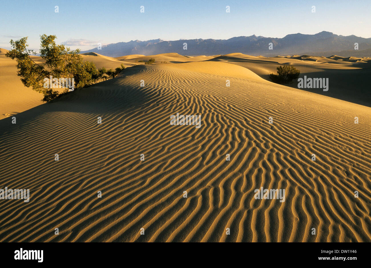 Elk248-2224 Californie, Death Valley National Park, Stovepipe Wells, dunes de sable Banque D'Images