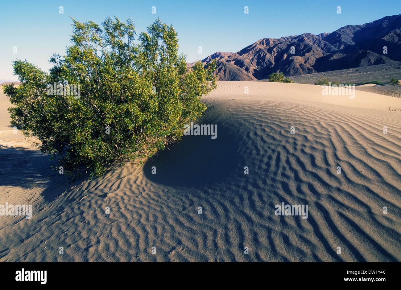 Elk248-2237 Californie, Death Valley National Park, dunes de sable de Stovepipe Wells, de maquis avec Banque D'Images