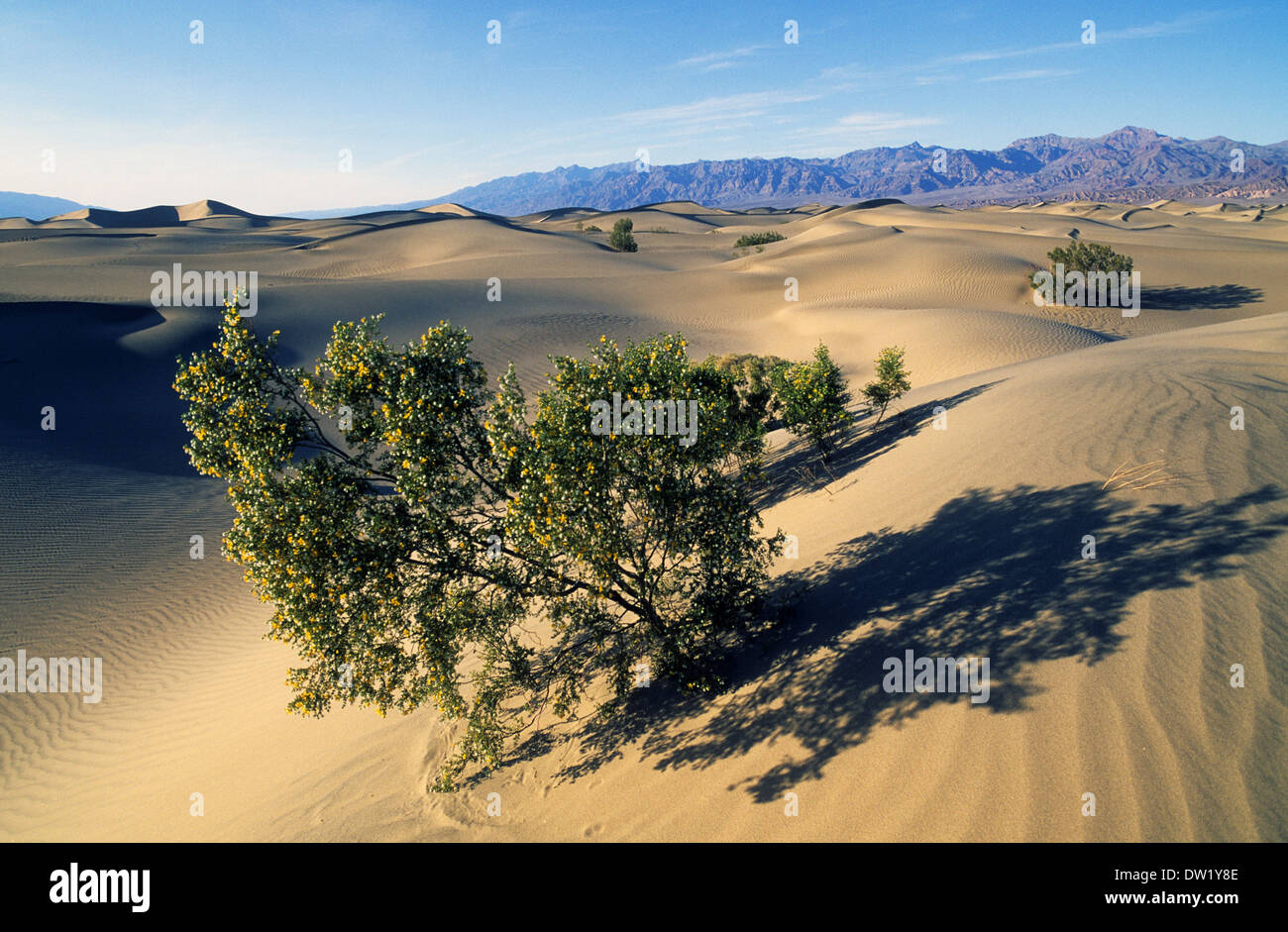 Elk248-2234 Californie, Death Valley National Park, dunes de sable de Stovepipe Wells, de maquis avec Banque D'Images