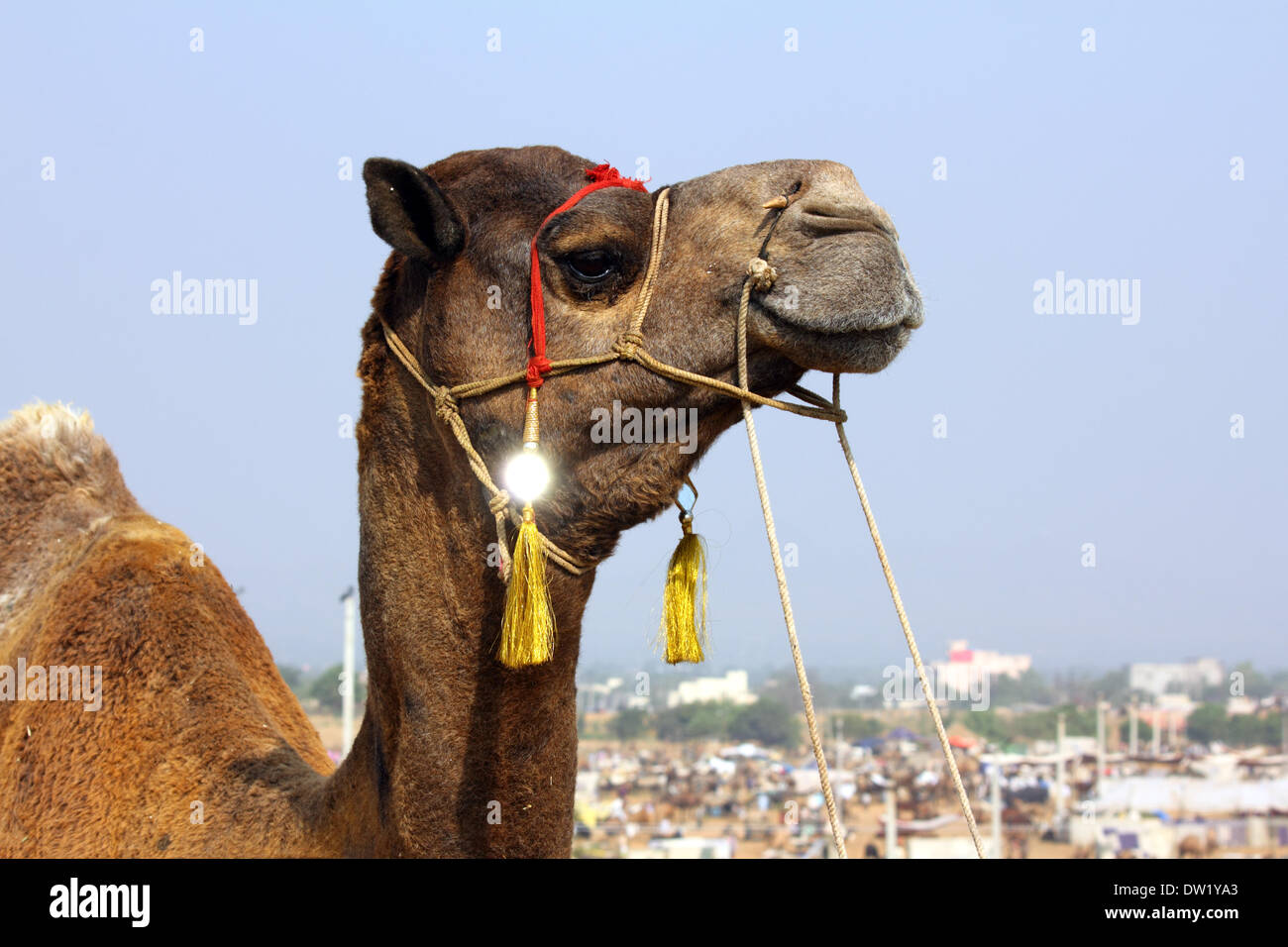 Au cours de chameau festival à Pushkar Banque D'Images