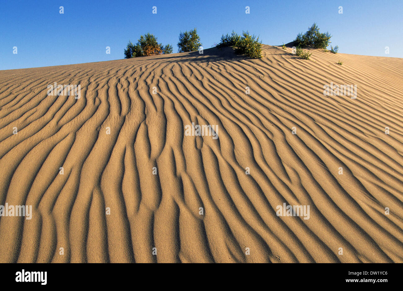 Elk248-2242 Californie, Death Valley National Park, Stovepipe Wells, dunes de sable Banque D'Images