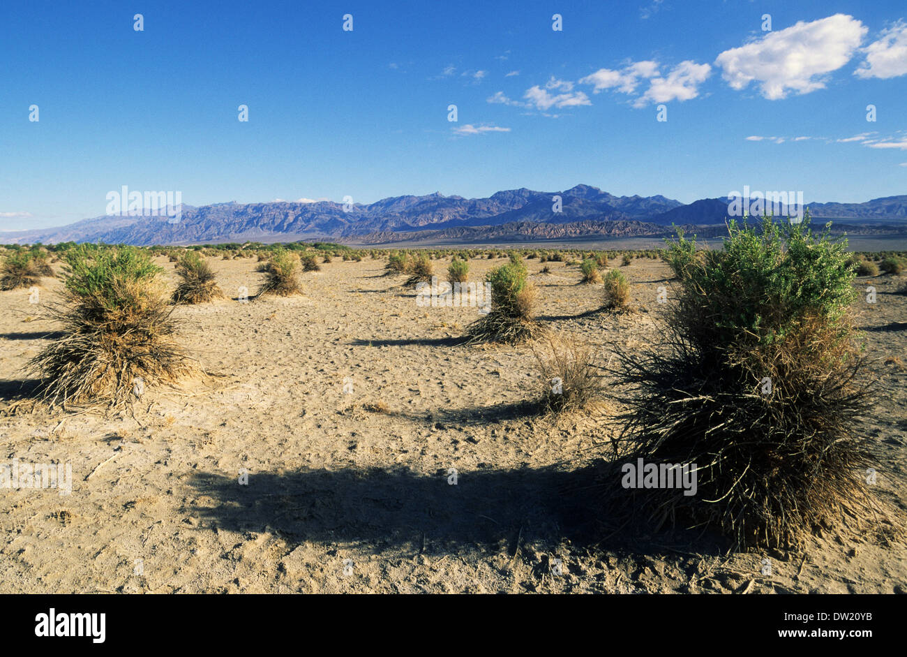 Elk248-2276 Californie, Death Valley National Park, Devil's Cornfield, touches mauvaises herbes Banque D'Images