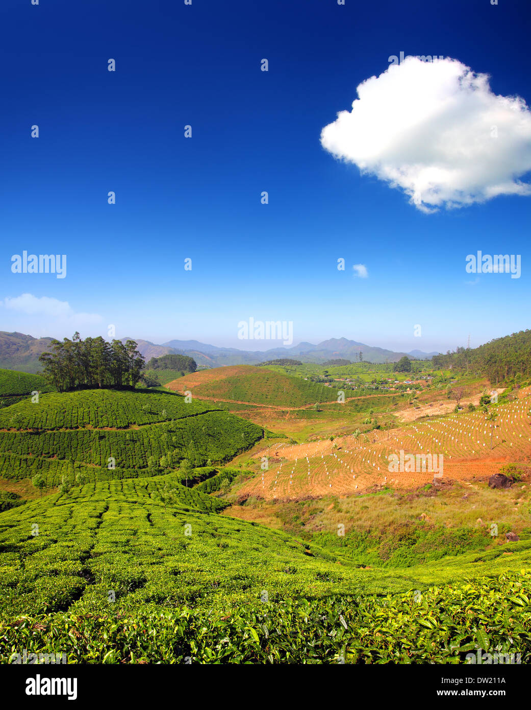 La plantation de thé de montagne en Inde Banque D'Images