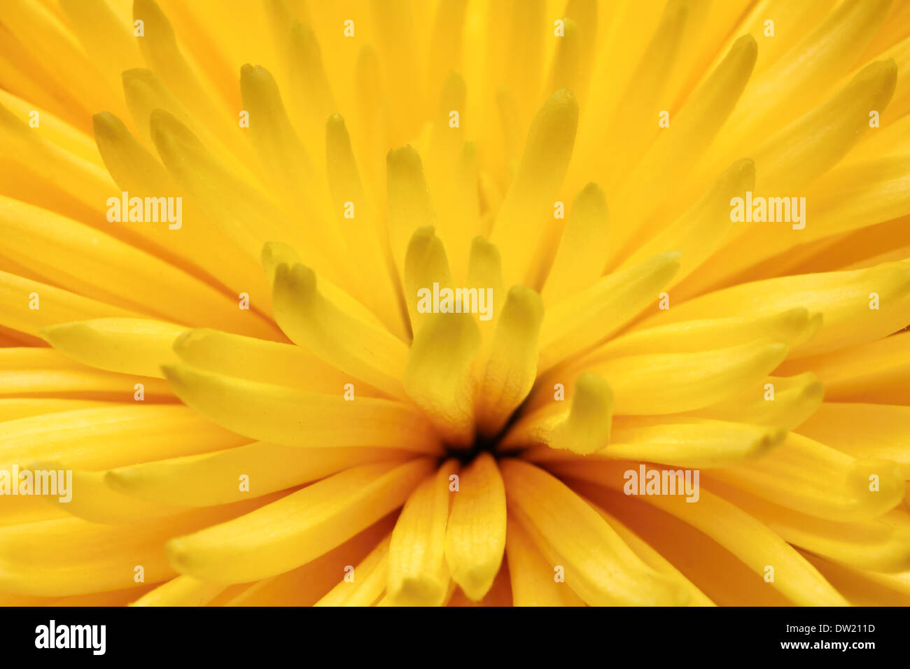 Macro fleur de chrysanthème jaune Banque D'Images