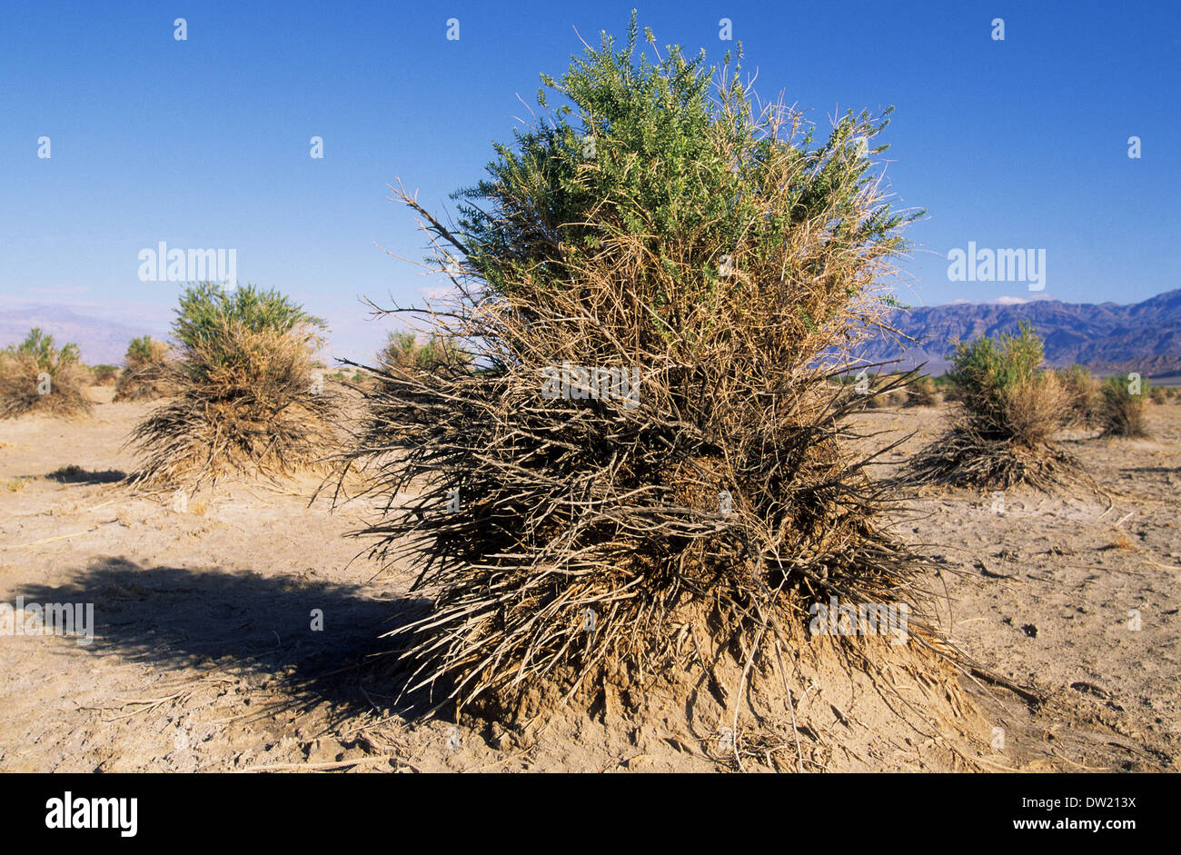 Elk248-2279 Californie, Death Valley National Park, Devil's Cornfield, mauvaises herbes flèche Banque D'Images