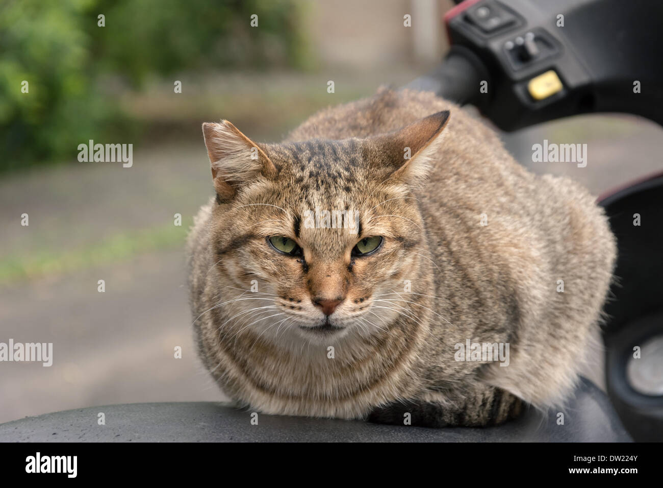 Chat sauvages Banque D'Images