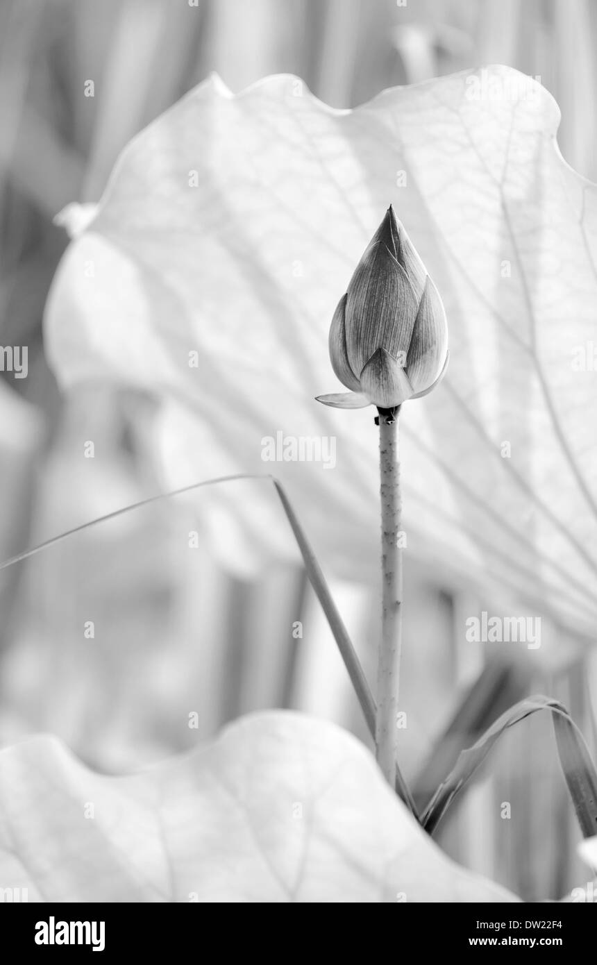 Lotus noir et blanc Banque D'Images