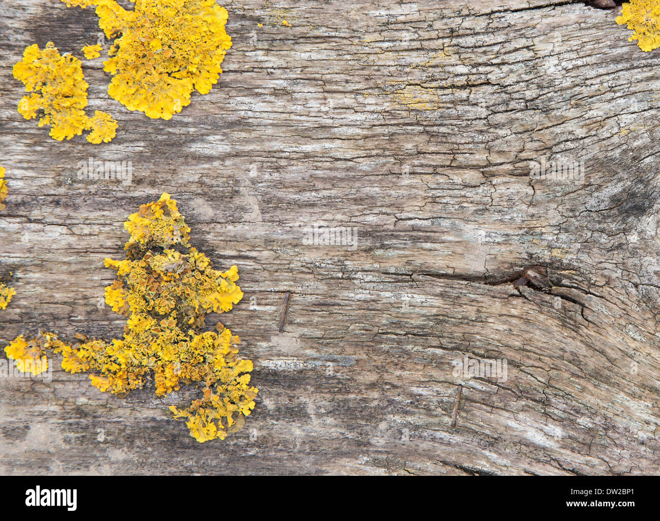 Weathered Wood et moss background Banque D'Images