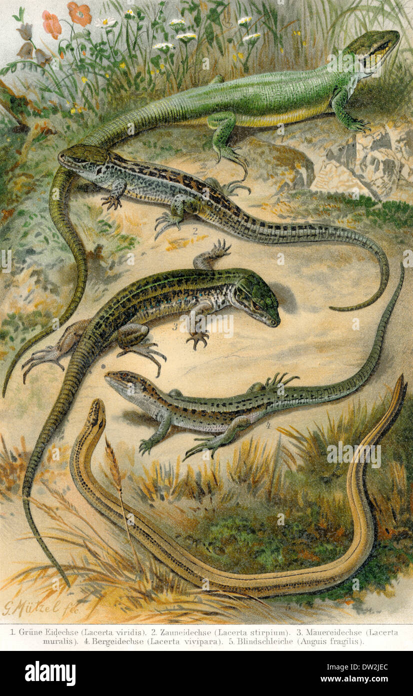 Les lézards, véritable représentation graphique historique, 1896, 1896, historische Mischtechnik, Echte Eidechse (Lacertidae) Banque D'Images