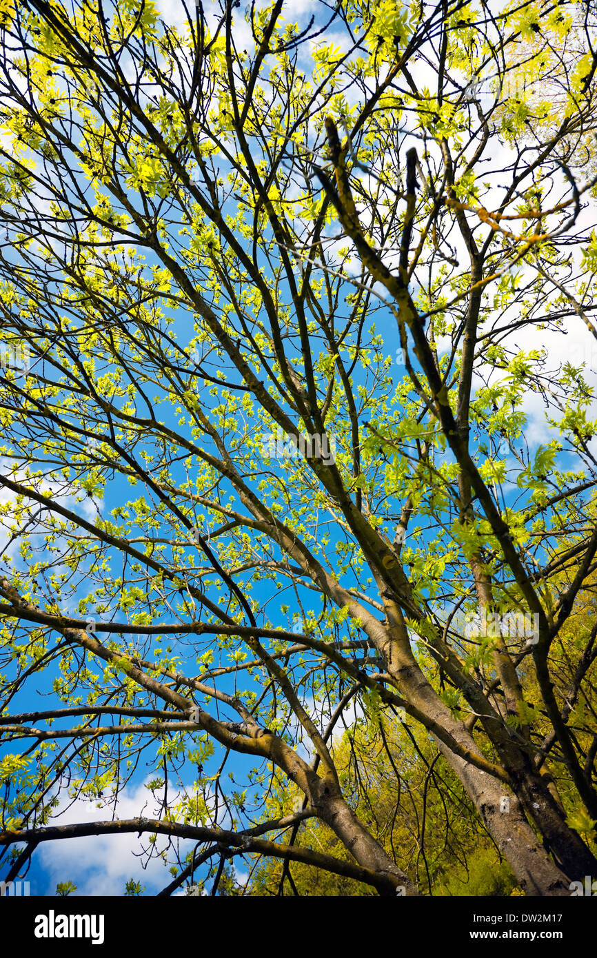 arbre de printemps Banque D'Images