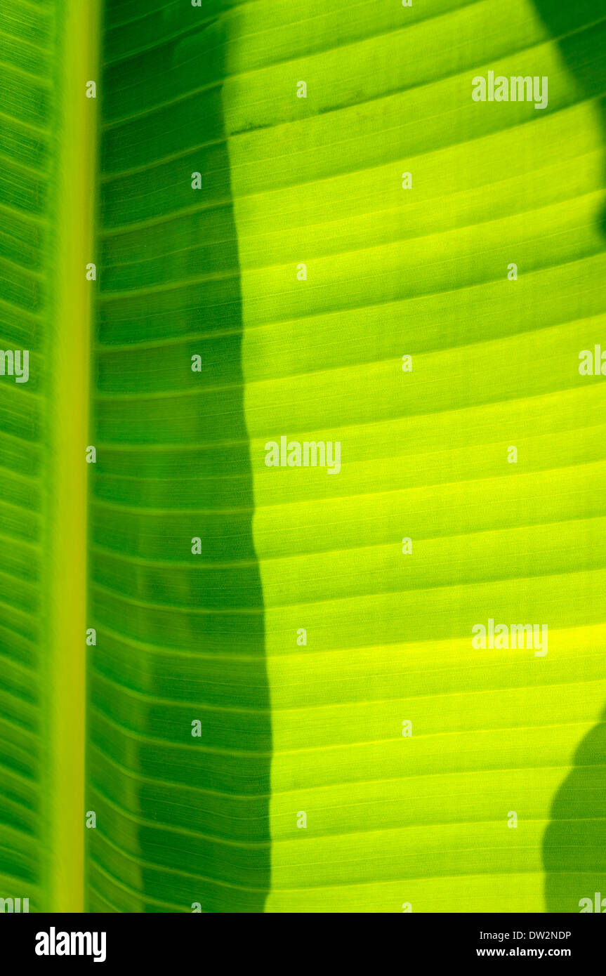 Des feuilles des plantes tropicales géantes au soleil d'arrière-plan Banque D'Images Des feuilles des plantes tropicales géantes au soleil d'arrière-plan Banque D'Images