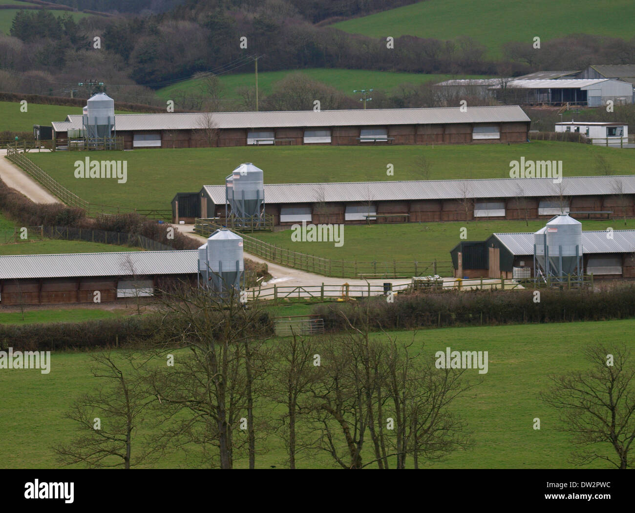 Ferme avicole, Cornwall, UK Banque D'Images