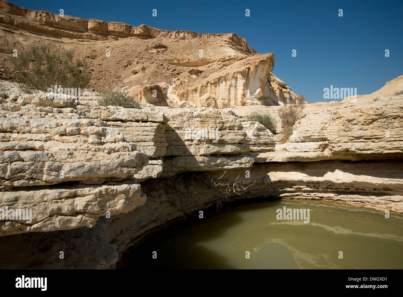 Désert du Néguev,Wadi Zin, désert de Tsin , Israël,oasis et réserve naturelle Banque D'Images