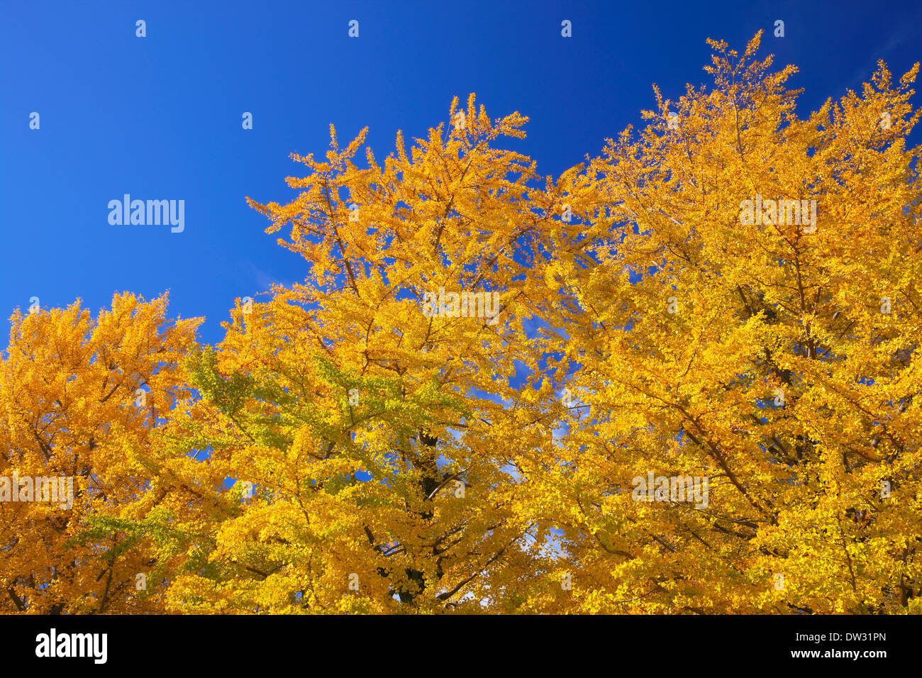 Arbres et le ciel Banque D'Images