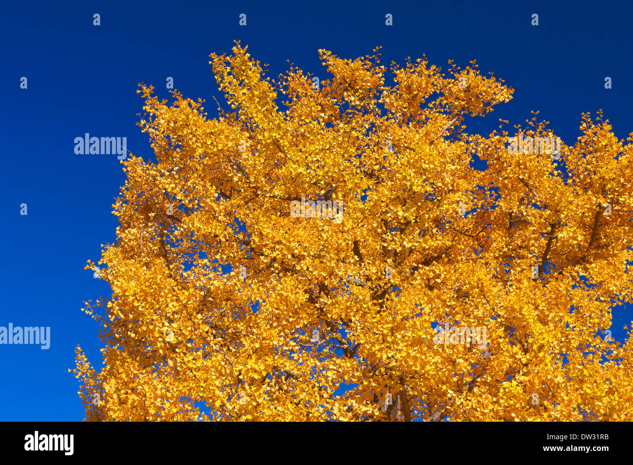 Arbres et le ciel Banque D'Images