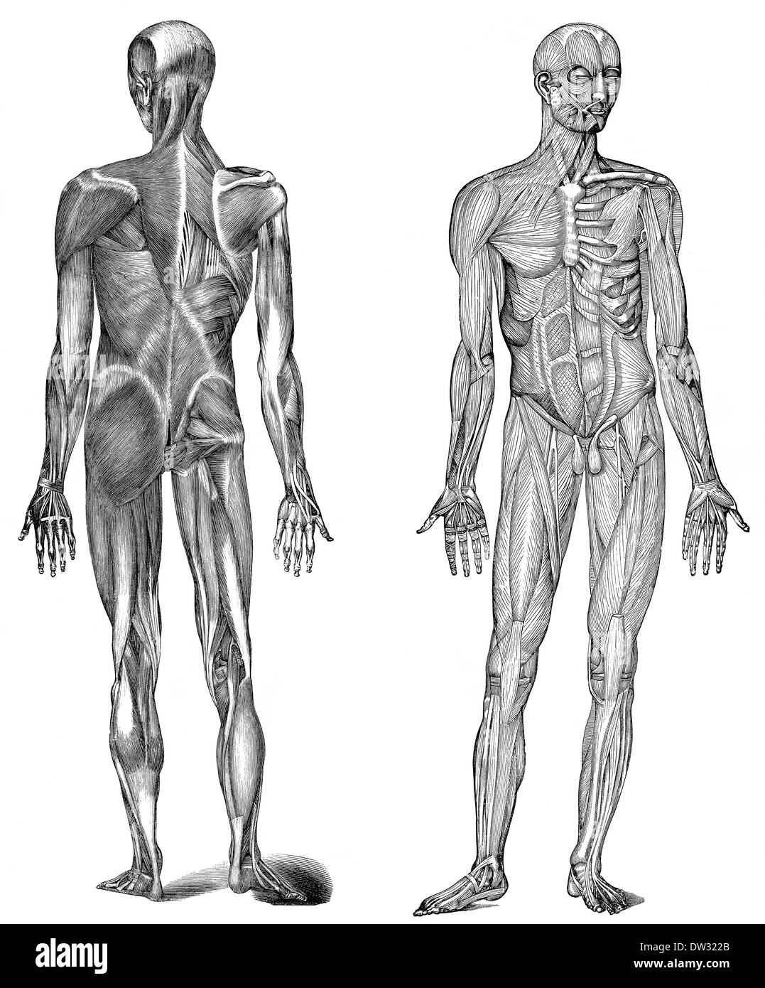 Illustration des droits de muscles, 1896, Banque D'Images