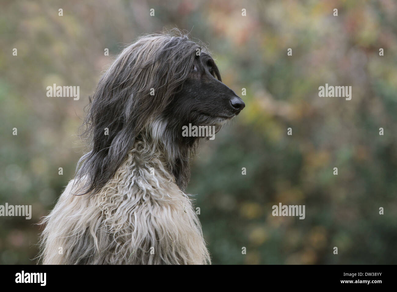 Afghanen Banque D Image Et Photos Alamy Afghanen Banque D Image Et Photos Alamy