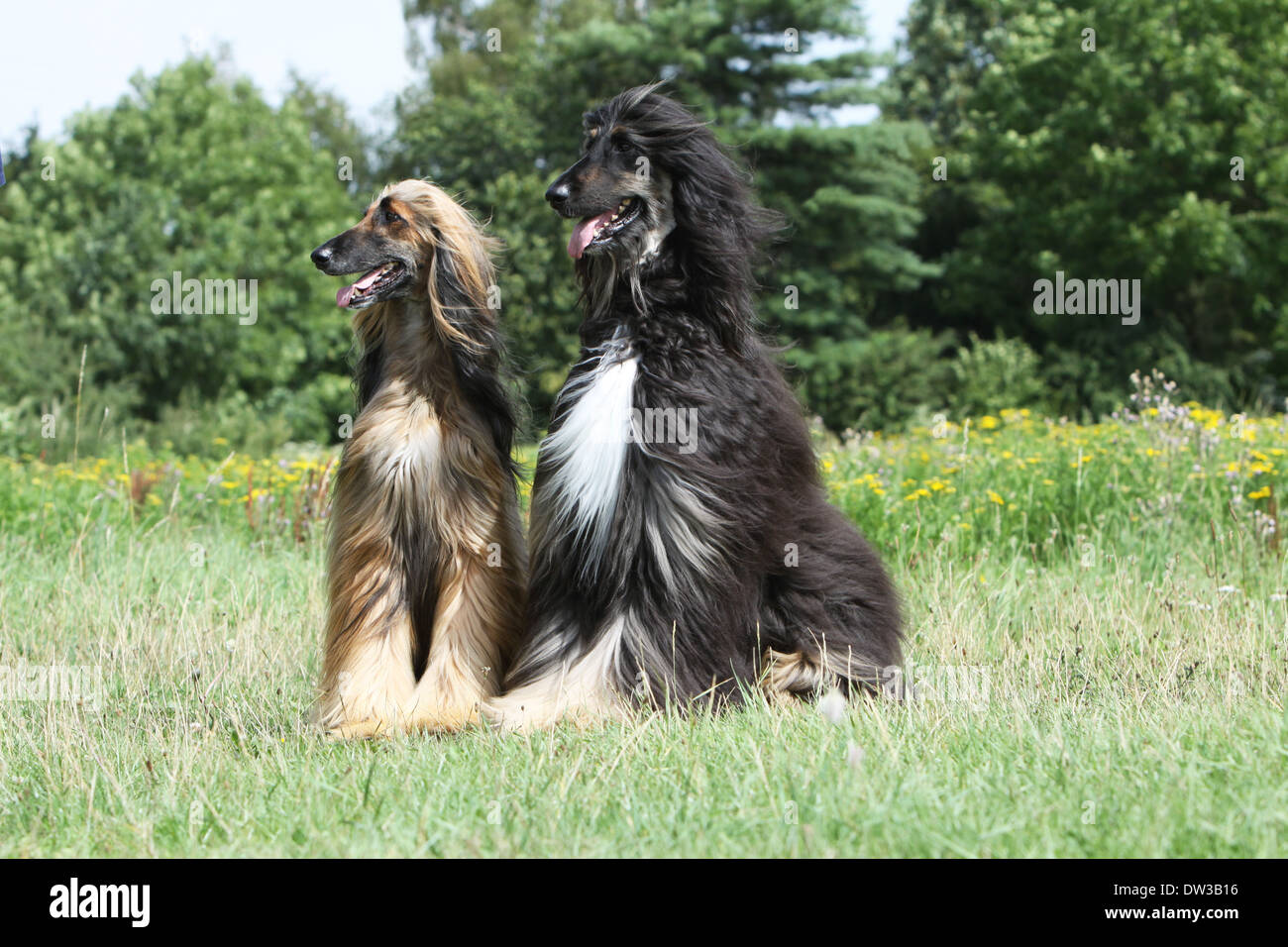 Chien Lévrier Afghan / deux adultes (différentes couleurs) assis dans un pré Banque D'Images