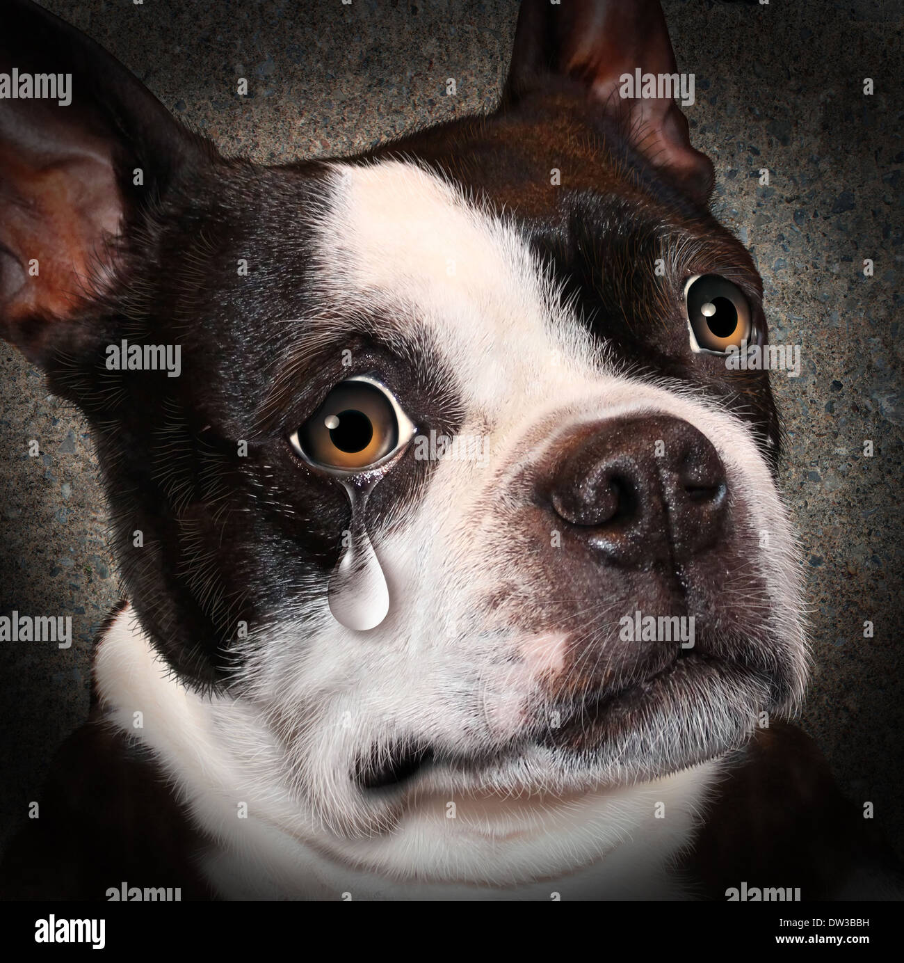 La cruauté envers les animaux perdus et la négligence concept avec un chien triste à pleurer en regardant le spectateur avec une larme de désespoir comme un concept de la nécessité d'un traitement humain des choses vivantes. Banque D'Images