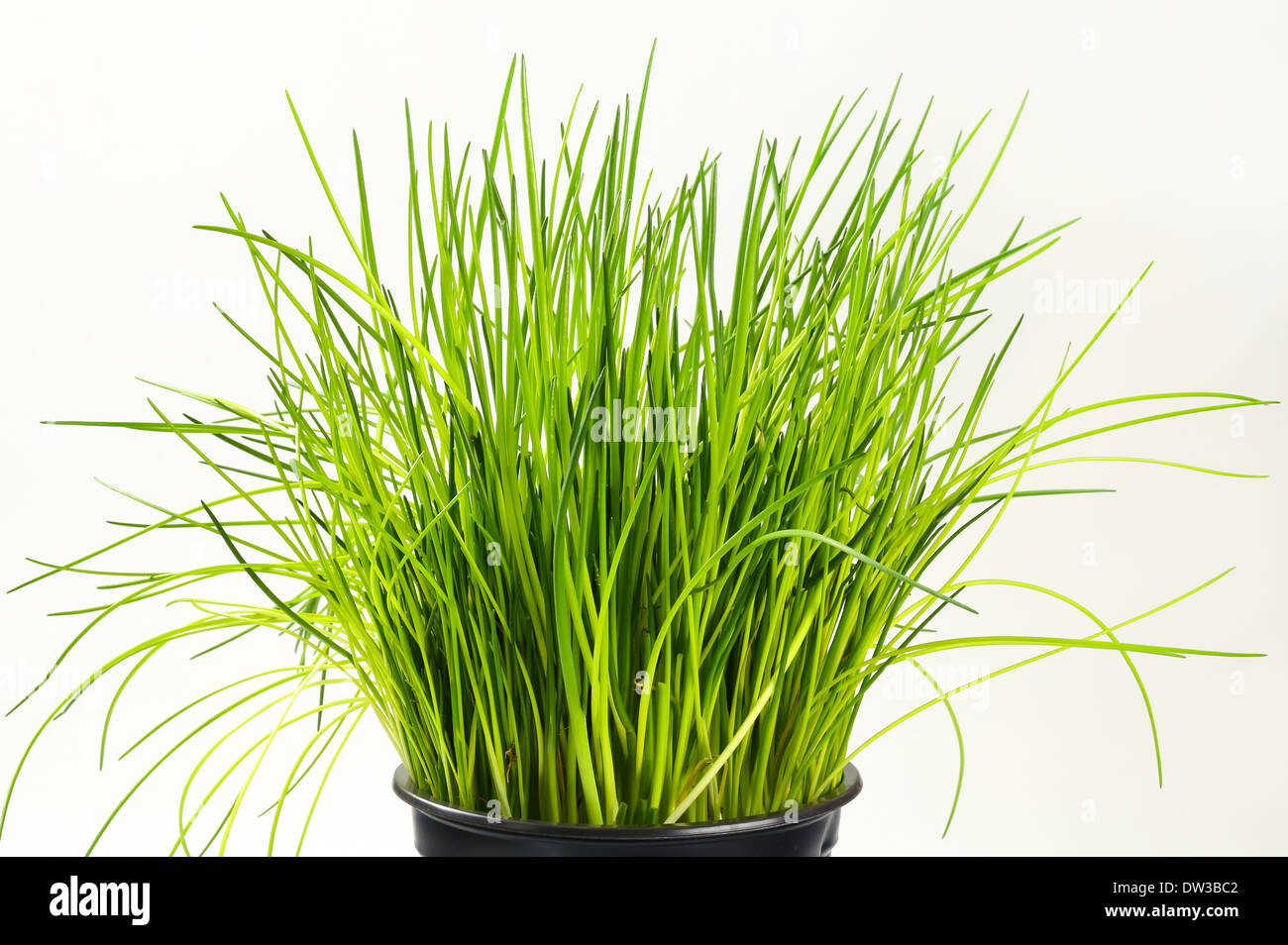 Bouquet de ciboulette en pot Banque D'Images