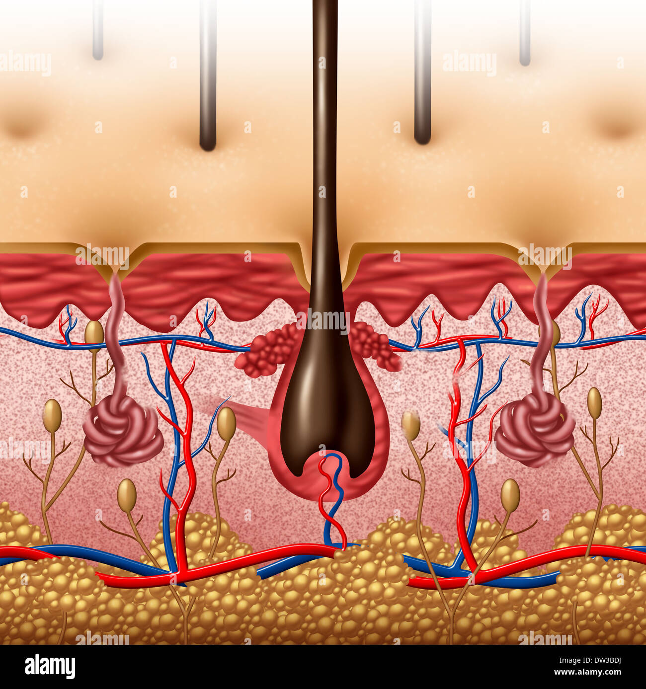 Schéma de l'anatomie de la peau concept avec une section transversale de la surface du corps humain l'orgue avec follicule de cheveux rouge et bleu et les vaisseaux sanguins soins de santé comme un symbole médical et des fonctions anatomiques. Banque D'Images