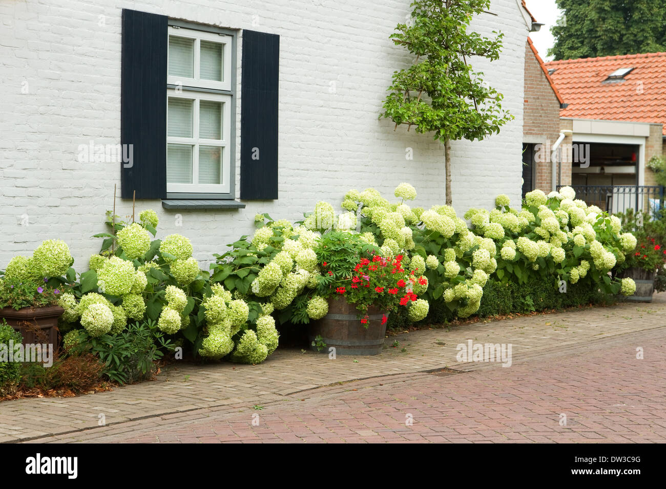 Maison dans village avec Hortensia en fleurs blanches de buissons et l'espalier fruits contre le mur sur journée d'été Banque D'Images Maison dans village avec Hortensia en fleurs blanches de buissons et l'espalier fruits contre le mur sur journée d'été Banque D'Images