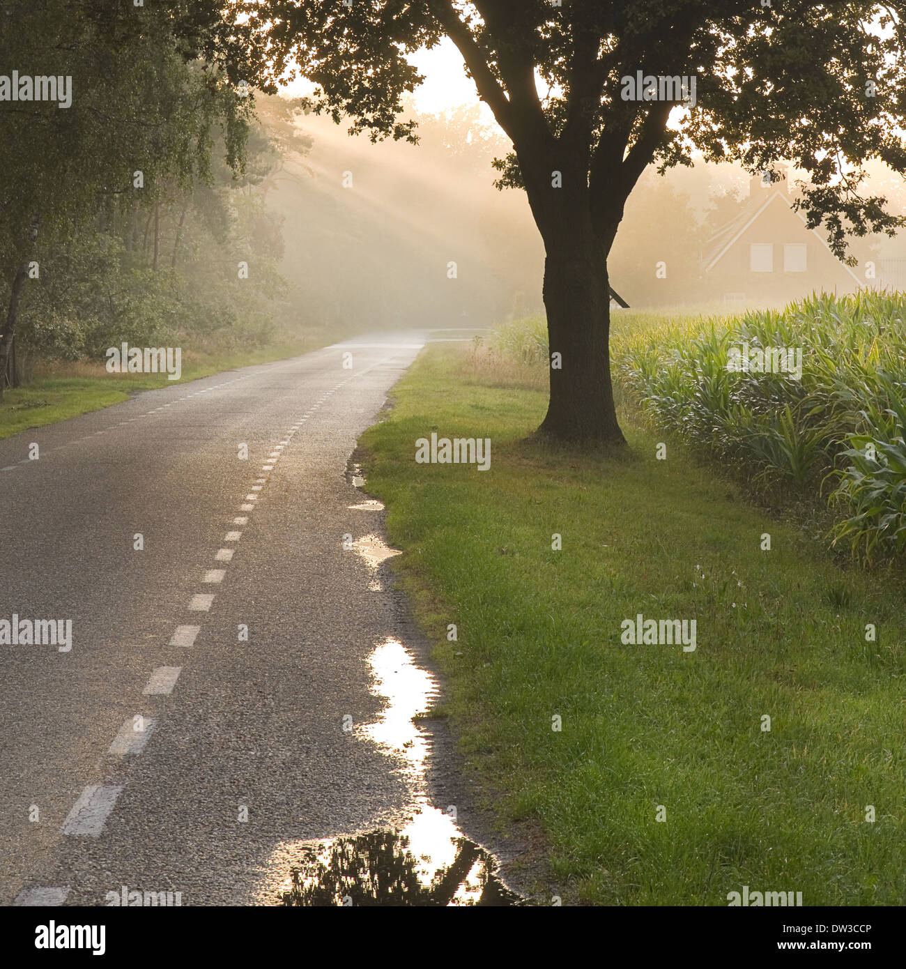 Dutch country road et ferme tôt le matin soleil après la pluie - square Banque D'Images